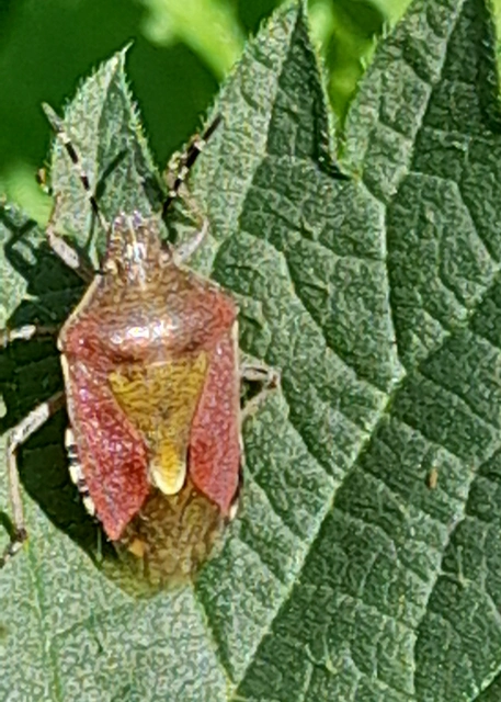 Dolycoris baccarum - közönséges bogyómászó-poloska