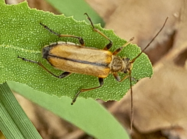 Cortodera humeralis - négyfoltos cserjecincér