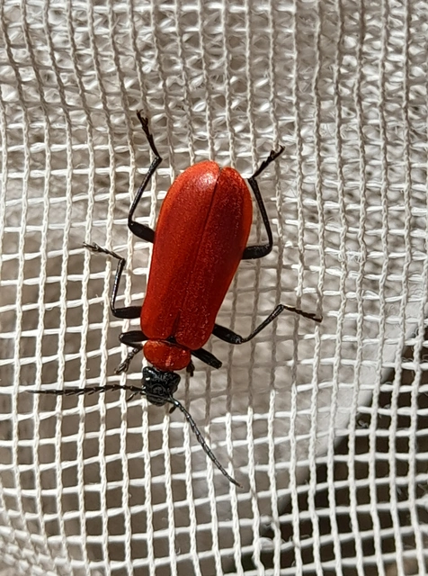 Pyrochroa coccinea - nagy bíborbogár
