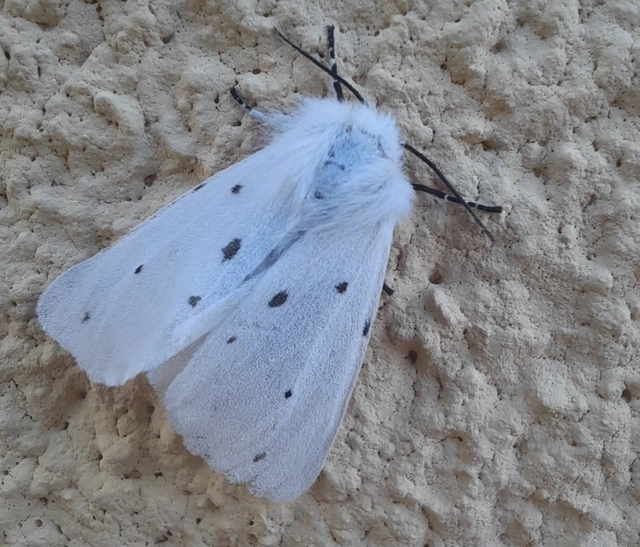 Diaphora mendica - felemás medvelepke