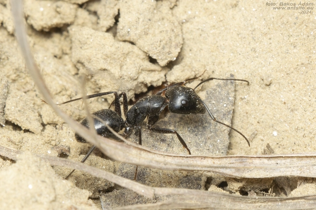 Camponotus aethiops - szőrös lóhangya