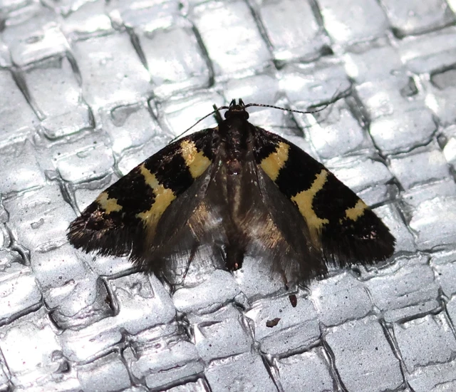 Denisia augustella - zebramoly