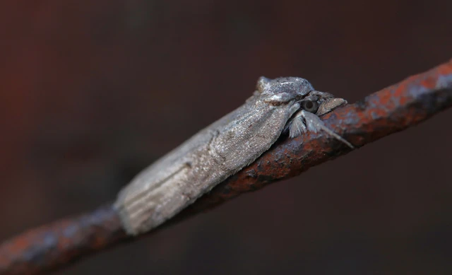 Nycteola asiatica - nyárfa-trapézbagoly