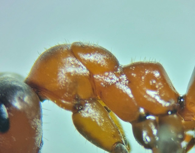 Formica rufa - erdei vöröshangya