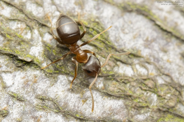 Lasius brunneus - rozsdáshátú feketehangya