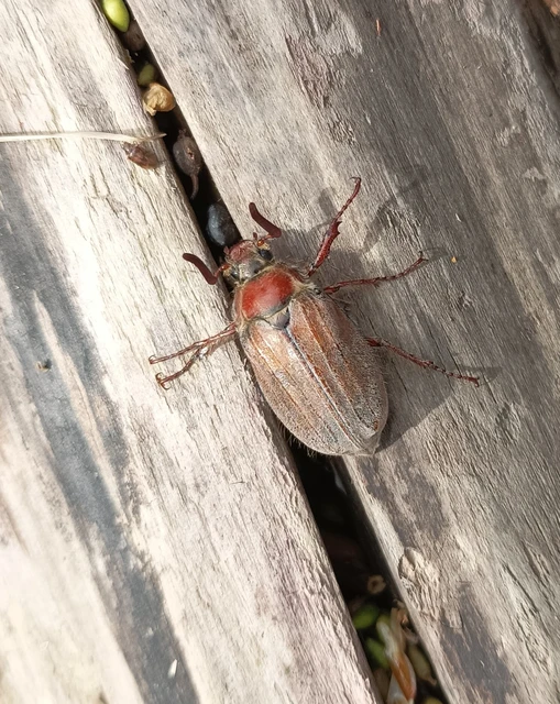Melolontha hippocastani - erdei cserebogár