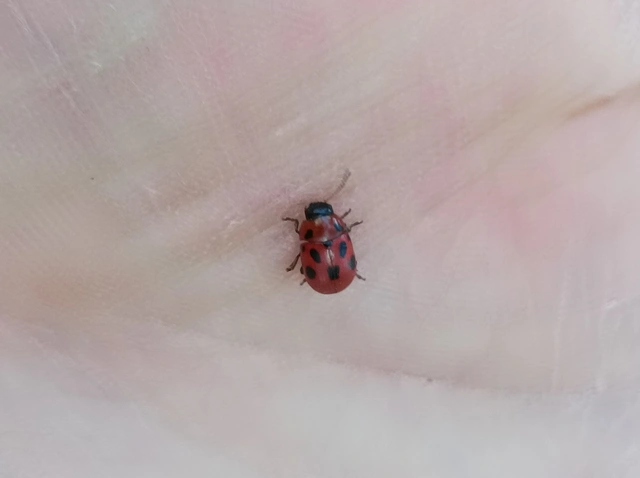 Gonioctena fornicata - közönséges lucernabogár Gonioctena fornicata - közönséges lucernabogár