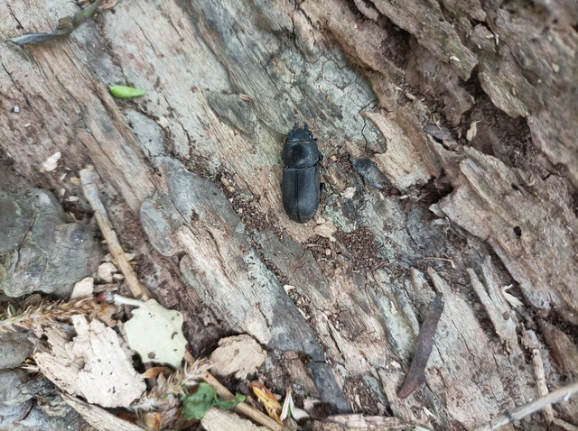 Dorcus parallelipipedus - kis szarvasbogár