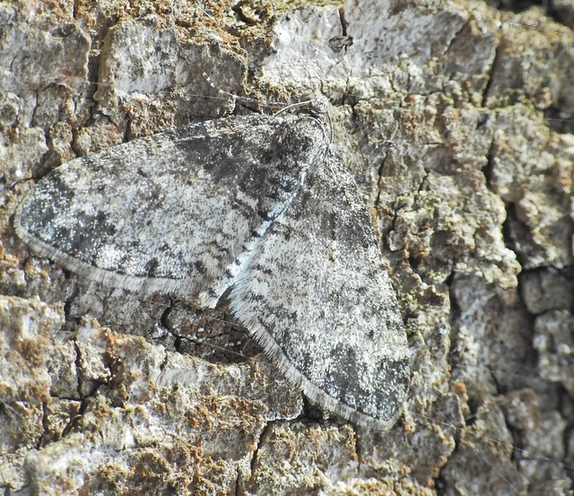 Lobophora halterata - szárnyfüggelékes araszoló