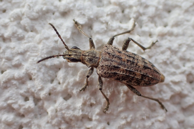 Rhagium inquisitor - fenyves-tövisescincér