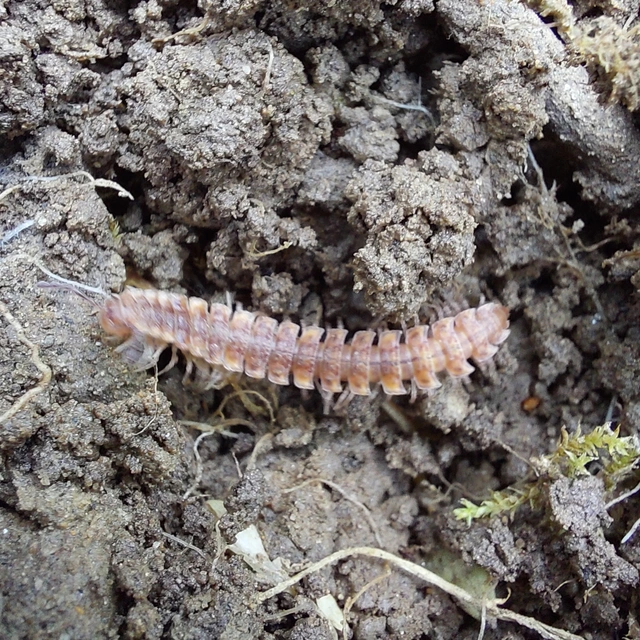 Diplopoda - Ikerszelvényesek