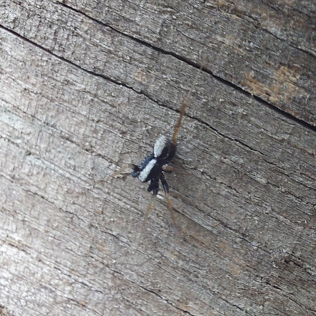 Pardosa alacris/lugubris