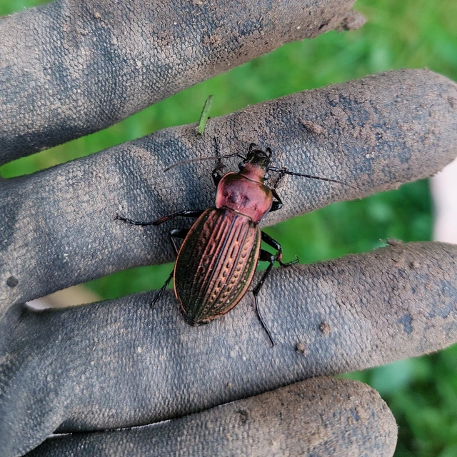 Carabus ulrichii - rezes futrinka Carabus ulrichii - rezes futrinka