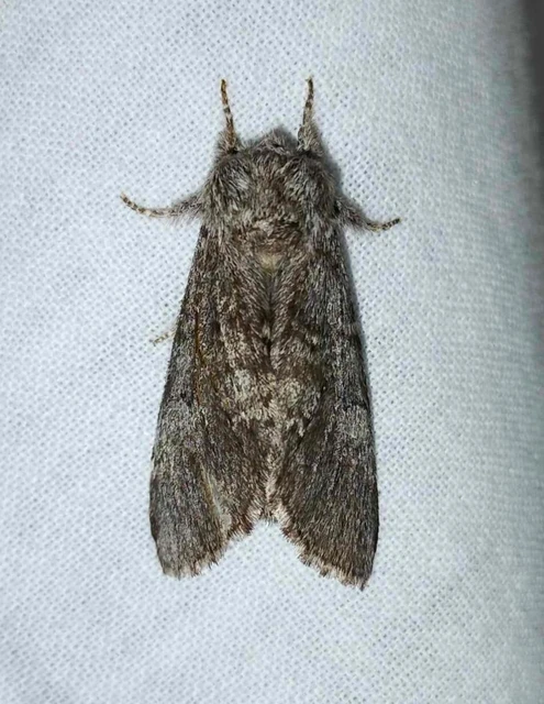 Drymonia ruficornis - cserfa-púposszövő