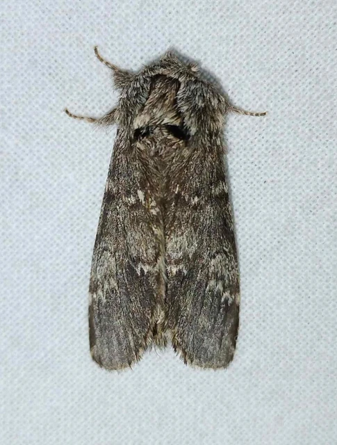Drymonia ruficornis - cserfa-púposszövő