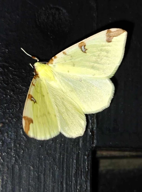 Opisthograptis luteolata - citromsárga araszoló