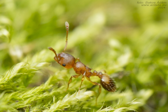 Temnothorax crassispinus - gubacslakó kéreghangya