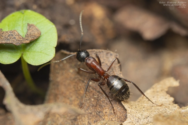 Camponotus ligniperda - faodvasító lóhangya