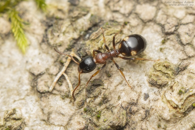 Dolichoderus quadripunctatus - négypettyes erdeihangya