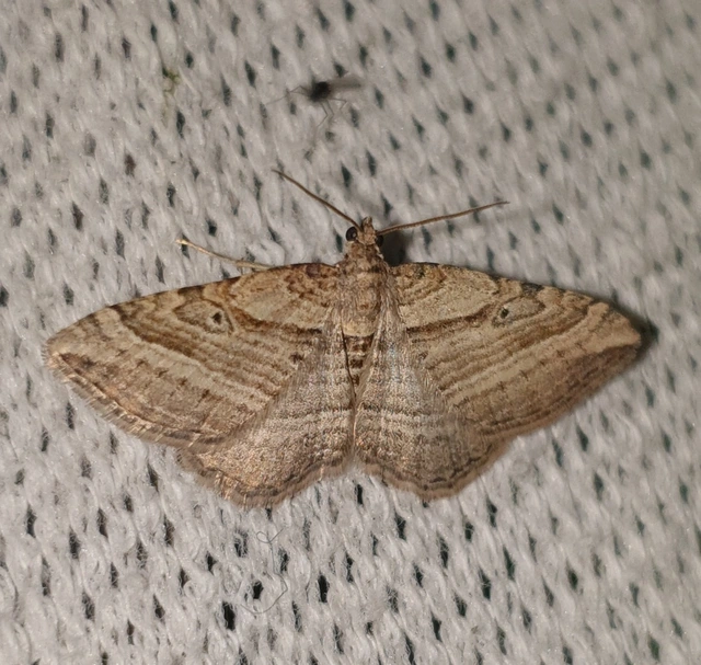 Costaconvexa polygrammata - soksávú araszoló