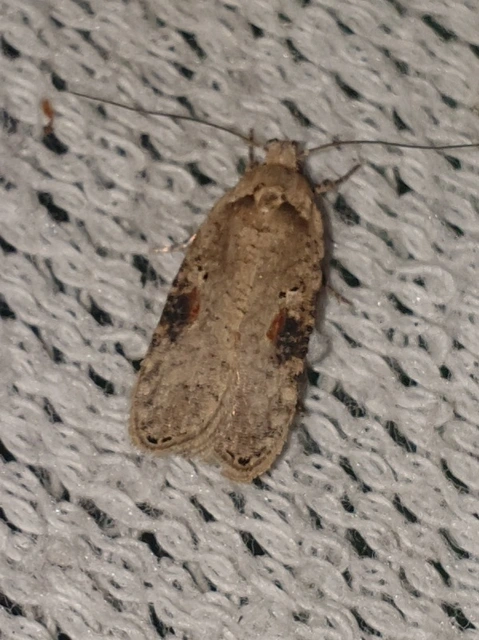Agonopterix alstromeriana - bürök-laposmoly