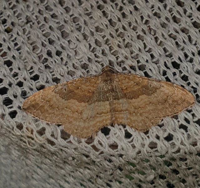 Orthonama obstipata - vándoraraszoló