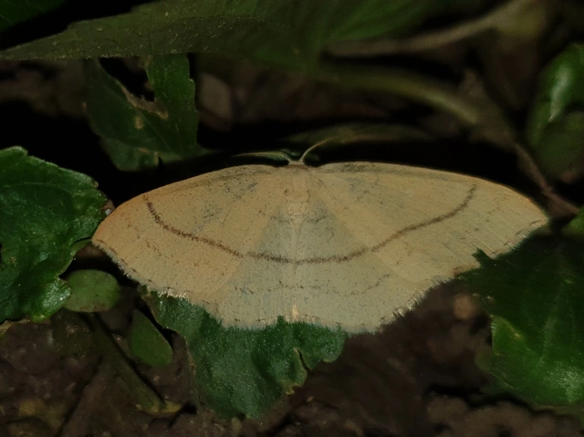 Cyclophora linearia - vonalas pettyesaraszoló