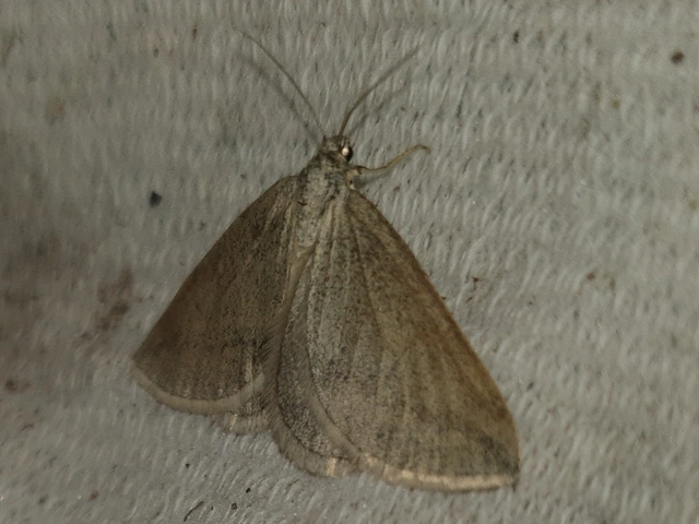 Lithostege griseata - szürke araszoló