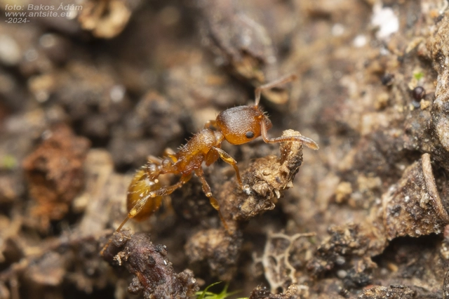 Temnothorax crassispinus - gubacslakó kéreghangya