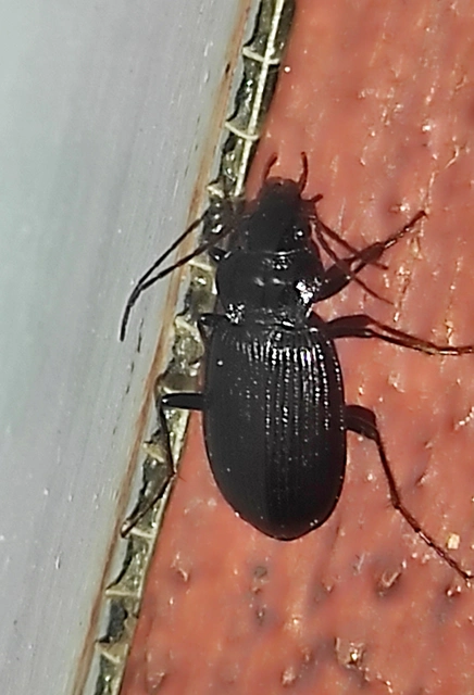 Nebria brevicollis - rövidnyakú partfutó