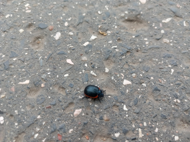 Chrysolina rossia - trapézhátú szegélyeslevelész