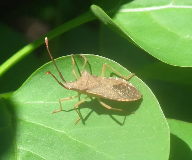 Gonocerus acuteangulatus - aranypetés karimáspoloska
