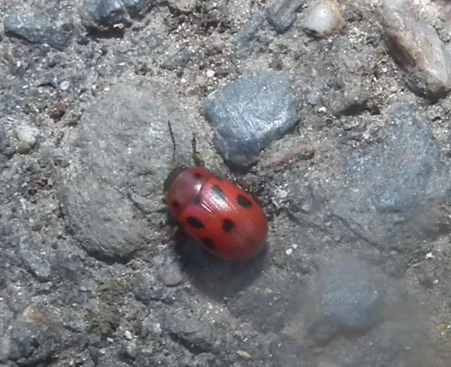 Gonioctena fornicata - közönséges lucernabogár Gonioctena fornicata - közönséges lucernabogár