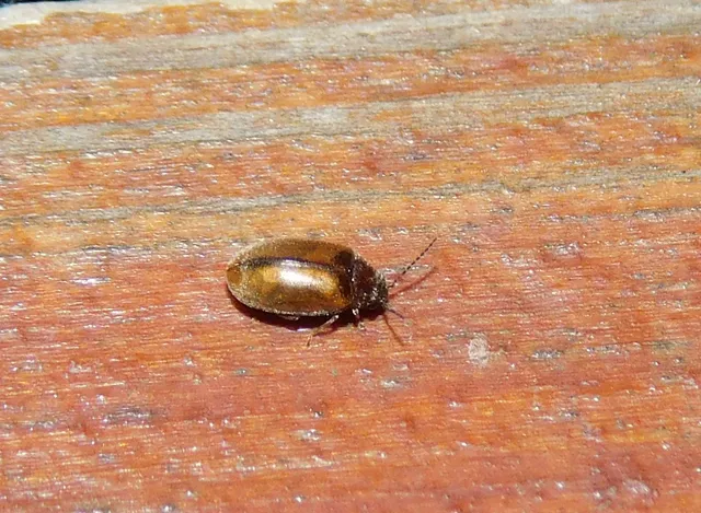 Scirtidae - rétbogárfélék