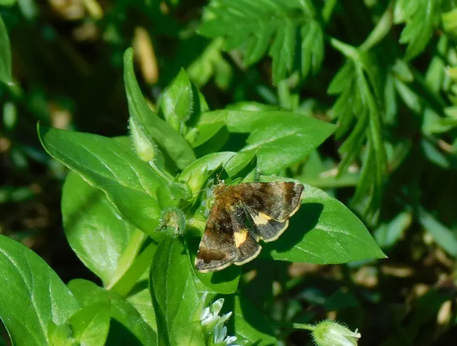 Panemeria tenebrata - apró sárgabagoly