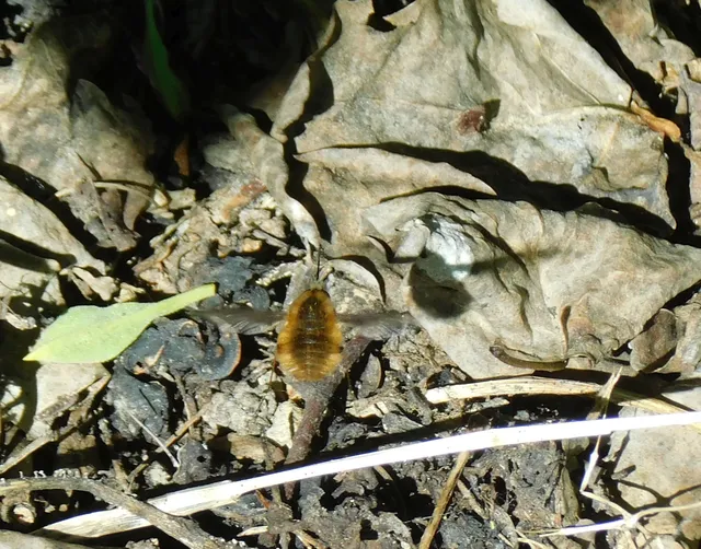 Bombylius