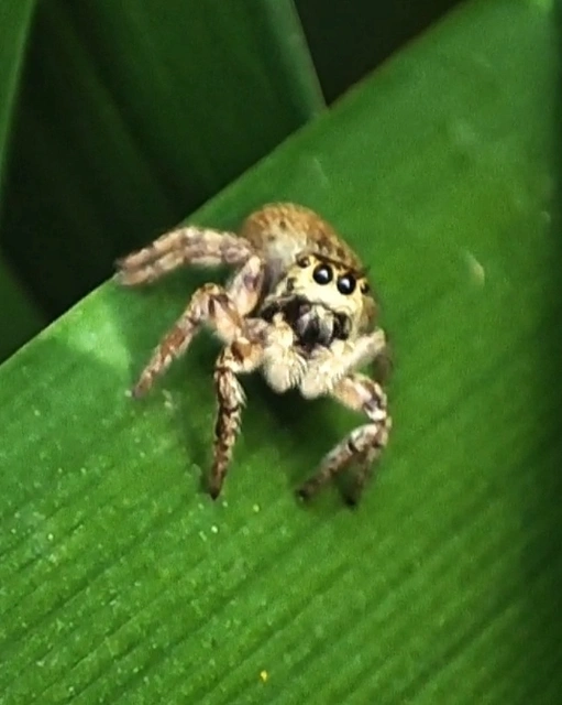 Carrhotus xanthogramma - rozsdás ugrópók