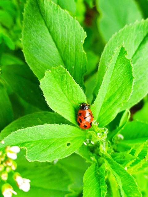 Gonioctena fornicata - közönséges lucernabogár Gonioctena fornicata - közönséges lucernabogár
