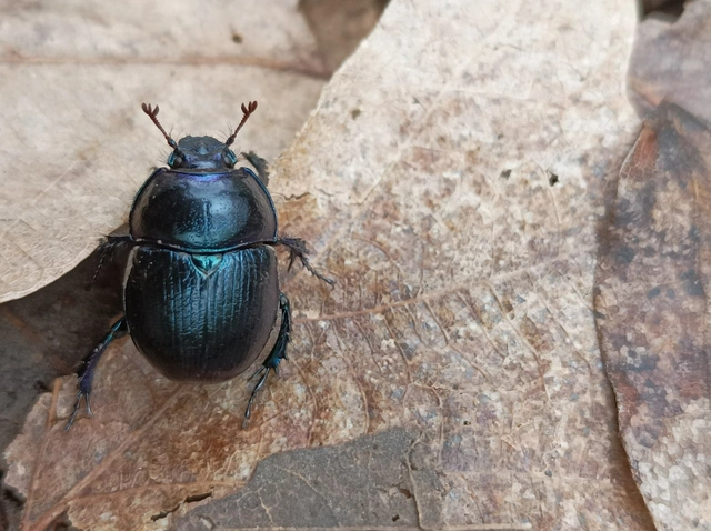 Anoplotrupes stercorosus - erdei álganéjtúró