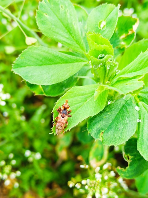 Myopa