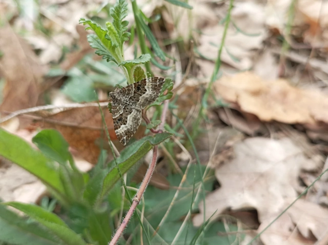 Epirrhoe alternata - galaj-tarkaaraszoló