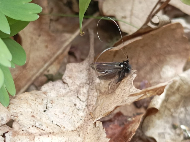 Adela reaumurella - smaragdfényű tőrösmoly