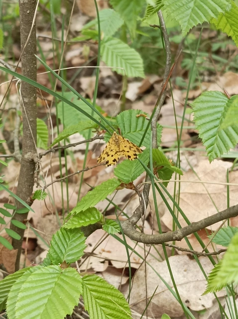 Pseudopanthera macularia - párducfoltos araszoló