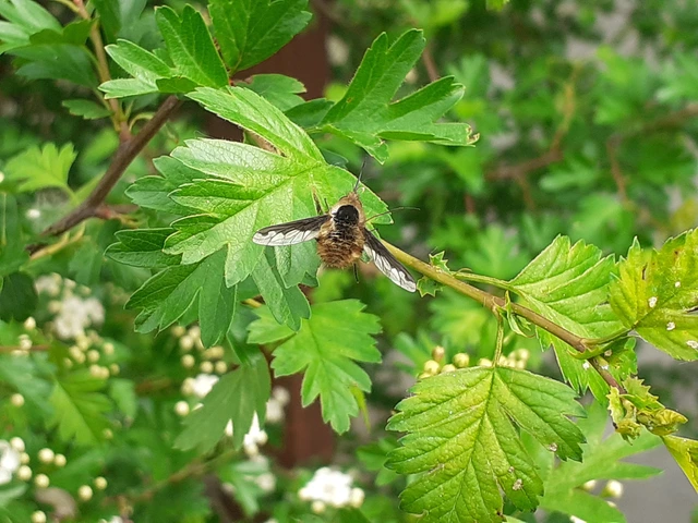 Bombylius major - szegélyes pöszörlégy