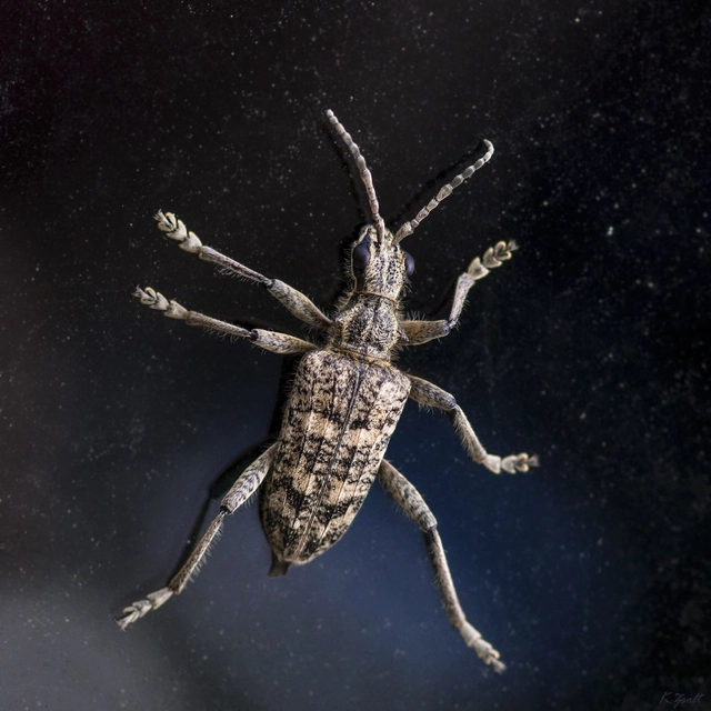 Rhagium inquisitor - fenyves-tövisescincér