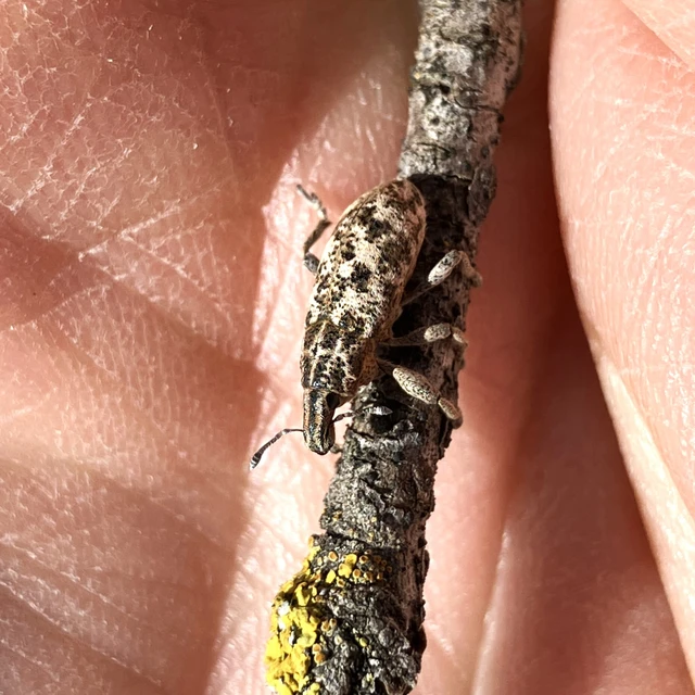 Cyphocleonus dealbatus - márványos barkó