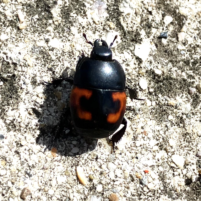 Hister quadrimaculatus - közönséges sutabogár