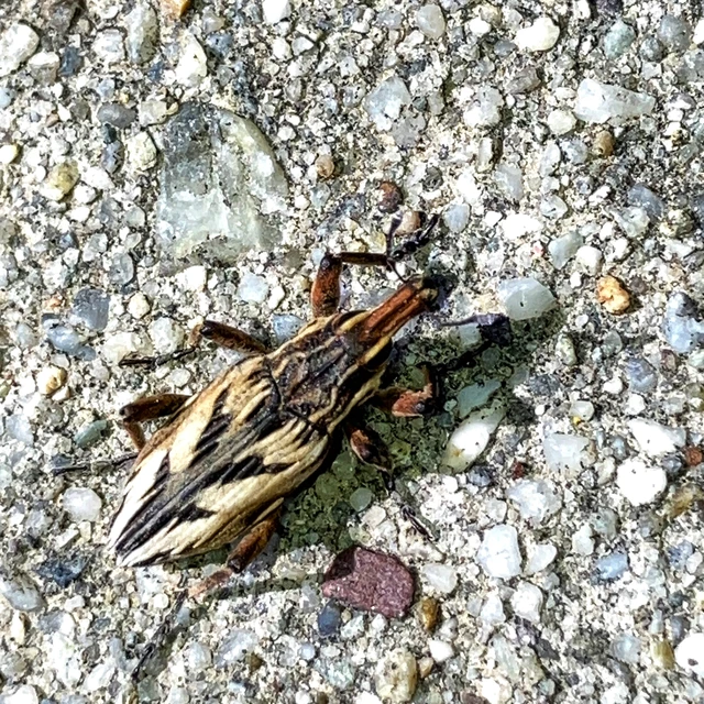 Coniocleonus nigrosuturatus - nyíljegyes barkó