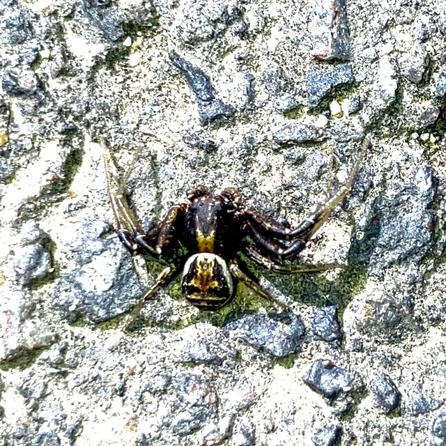 Xysticus