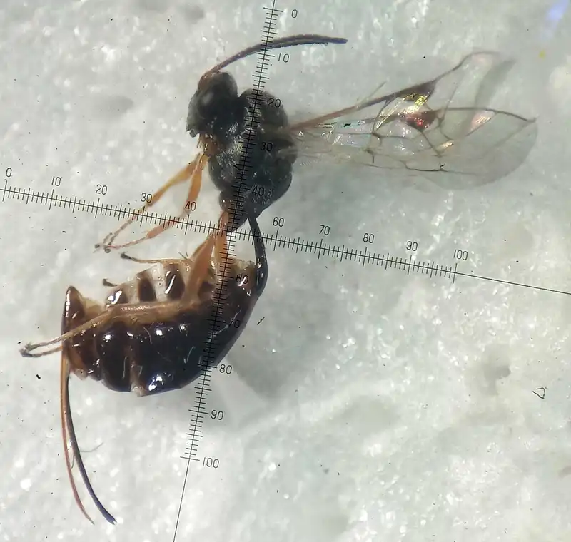 Aneuclis